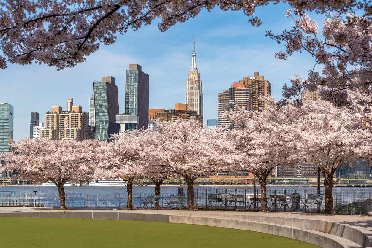 How to Get to the Cherry Blossoms from NYC to DC