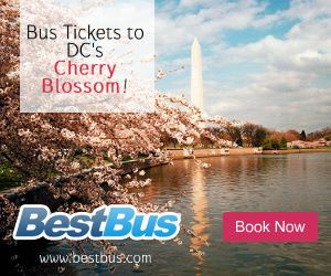 Visit Washington DC’s Cherry Blossom Fest by Bus from NYC 