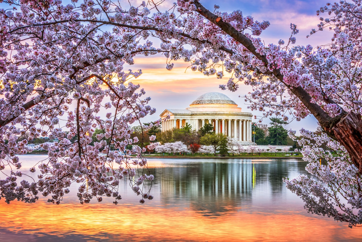 Expert Tips for Seeing Washington’s Cherry Blossoms This Spring