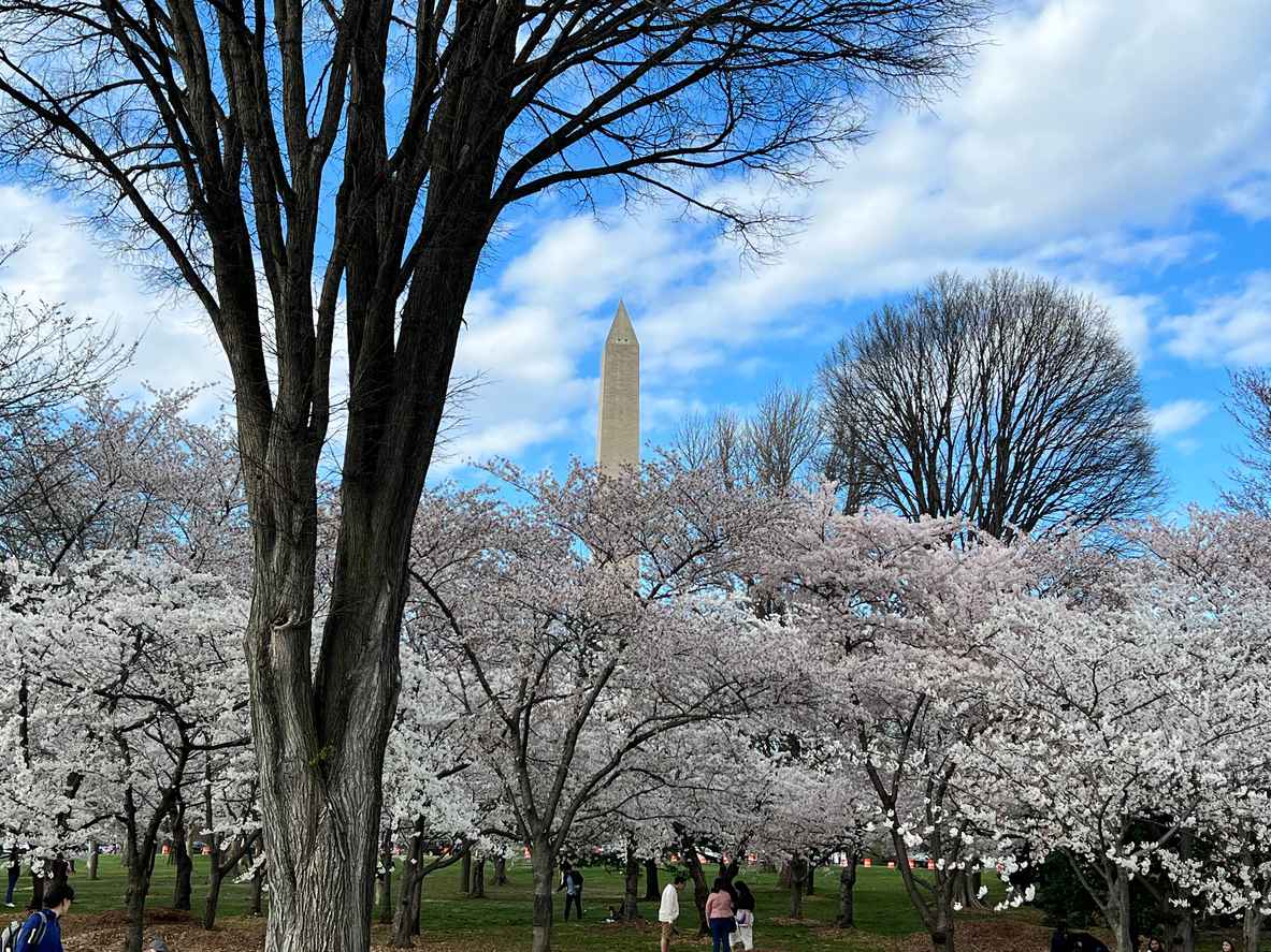 Tips for Experiencing Cherry Blossom Season in Washington DC